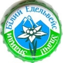 White edelweiss