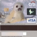 Citi Foca bebe