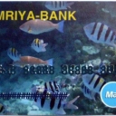 Mriya-bank Debit Card