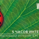 5u WeBplus  lady bird on leaf