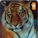 10h Tiger  www.chel.com.ru