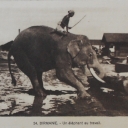 Elephant at Work