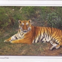Royal Bengal Tiger