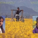 Kathmandu valley. Mustard flowers