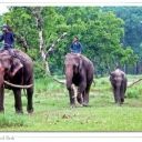 Jungle Safari at Chitwan National Park