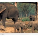An elephant family at Chitwan National Park