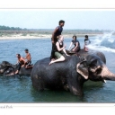 Elephant Bath at Sauraha