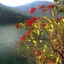 Phewa Lake and the famous Lalupate flowers
