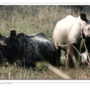 One Horn Rhino in Chitwan National Park, Nepal