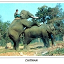 Elephant breeding in Chitwan National Park, Nepal
