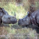 Rhinoceros at Royal Chitwan National Park