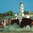 Bullfight in the Batinah