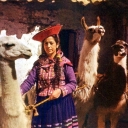 Indian with llamas. Cusco, Peru