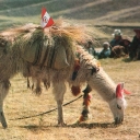 Llama with Shepherds. Cusco, Peru