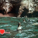 Ballestas Islands near Pisco, Peru