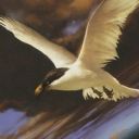 Welkin Tern
