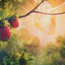 Bountiful Harvest