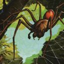 Deadly Recluse