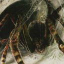 Sentinel Spider