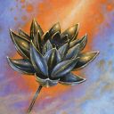 Gilded Lotus