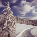Winter landscape