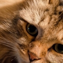 Kitten