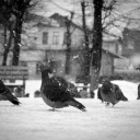 Pigeons