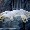 Polar bear from Prague ZOO