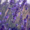Lavander field near Sevastopol, Crimea