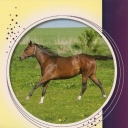 Horses IV