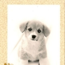 Dog II