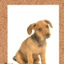 Dog III