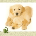 Dog IV