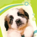 Dog V