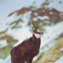 Kamzik vrchovsky (Rupicarpa rupicarpa)