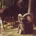 Muflon obycejny (Ovis musimon)