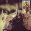 Zubor lesni (Bison bonasus)