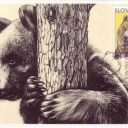 Medved hnedy (Ursus arctos)