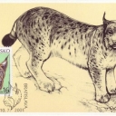 Rys ostrovid (Lynx lynx)