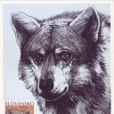 Vlk (Canis lupus)