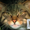 European Wild Cat