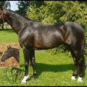 Horses - Slovenský teplokrvník