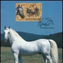 Horses - - Lipicansky horse