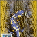 Nature Conservation - Fire Salamander