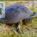 Nature Conservancy - Turtle Terrapin
