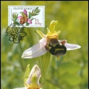 Nature Conservancy - Orchids: Hmyzovník bees