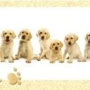 Dogs
