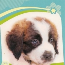 Dog VI