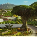 Tenerife. Icod of the Wines
