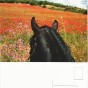 Son Bou Rutes a Cavall